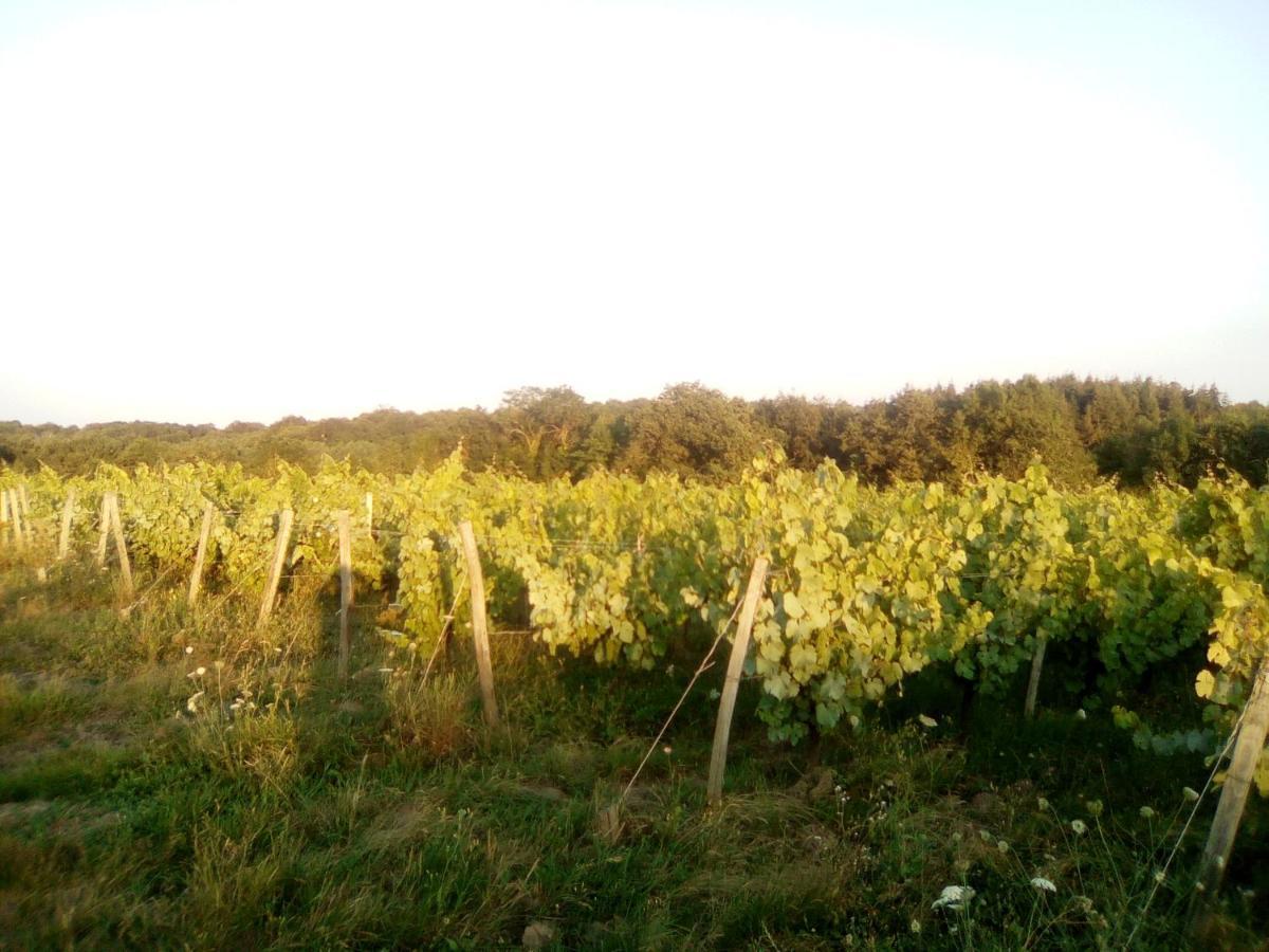 Le Champ-Saint-Pere Mas Des Vignes Piscine Chauffee Bed & Breakfast エクステリア 写真